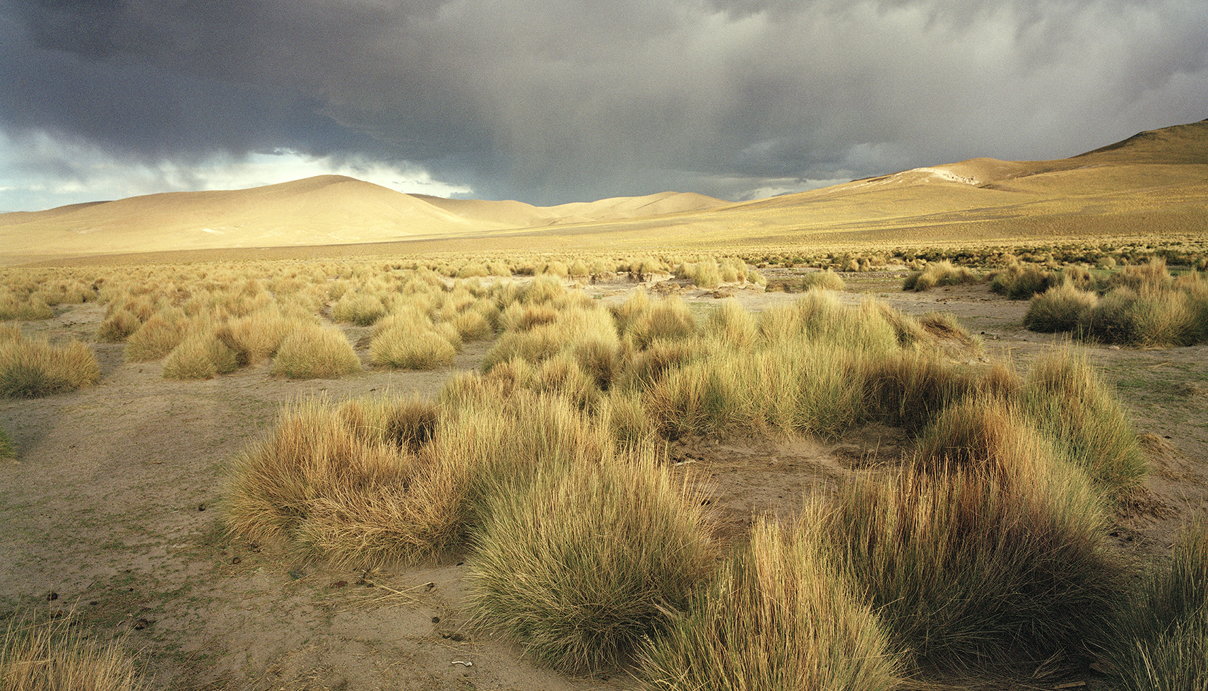 grassy desert with stormy sky in the background